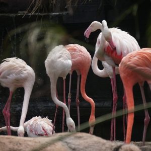 Burung Flamingo Di Eco Green Park Punya Kemampuan Unik Seperti Apa