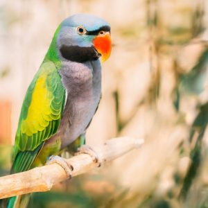 Unik Dan Eksotis Koleksi Derbyan Parakeet Eco Green Park