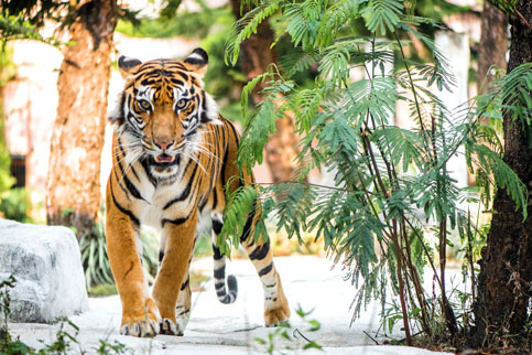 20171031092115 171019 Jtp Bsz Tl Siberian Tiger