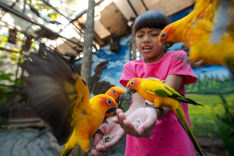 Belajar Tentang Burung Di Area World Of Parrot Eco Green Park Siapa Mau