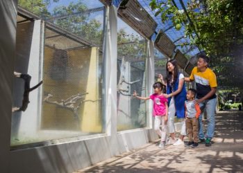 Ingin Berinteraksi Dengan Burung Corridor Burung Eco Green Park Jawabannya