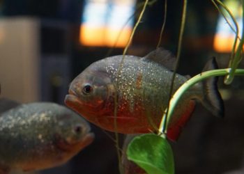 Koleksi Red Belly Piranha Di Batu Secret Zoo Ini Bikin Merinding