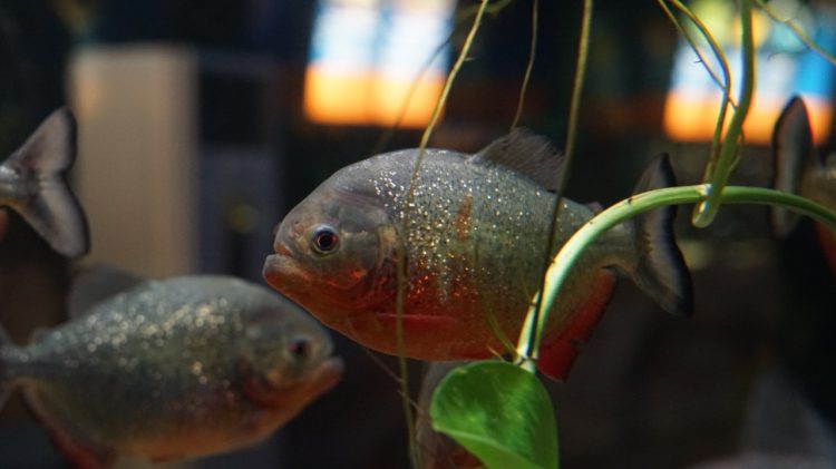 Koleksi Red Belly Piranha Di Batu Secret Zoo Ini Bikin Merinding