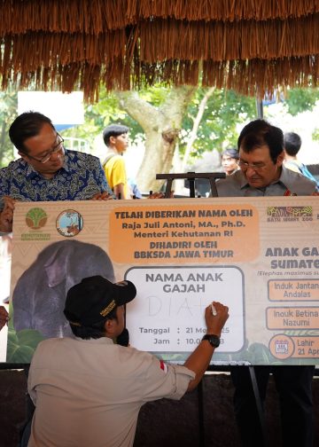 “Diah” Adalah Nama Yang Diberikan Oleh Menteri Kehutanan Republik Indonesia, Bapak Raja Juli Antoni, Ma., Ph.d.