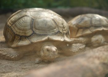Berukuran Raksasa Ini Dia Kura Kura Sulcata Koleksi Batu Secret Zoo Penasaran