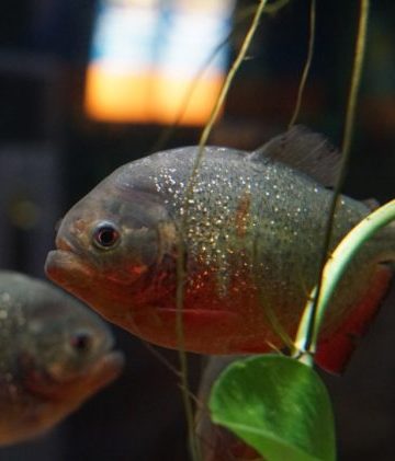 Koleksi Red Belly Piranha Di Batu Secret Zoo Ini Bikin Merinding