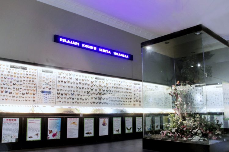 Museum Satwa Punya Ribuan Awetan Serangga Dari Seluruh Dunia Dimana
