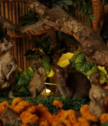Punya Ciri Khas Unik Awetan Kangguru Di Museum Satwa Jtp 2 Menggemaskan