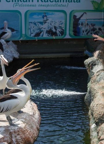 Ramah Dengan Pengunjung Yuk Coba Feeding Pelican Kacamata Di Eco Green Park