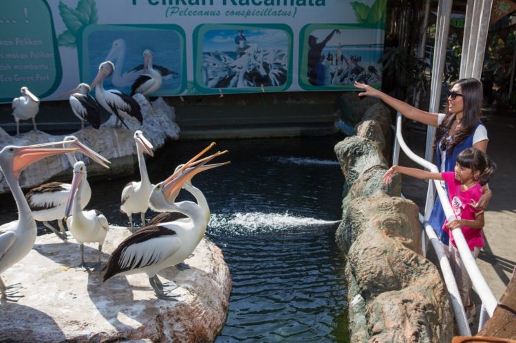 Ramah Dengan Pengunjung Yuk Coba Feeding Pelican Kacamata Di Eco Green Park