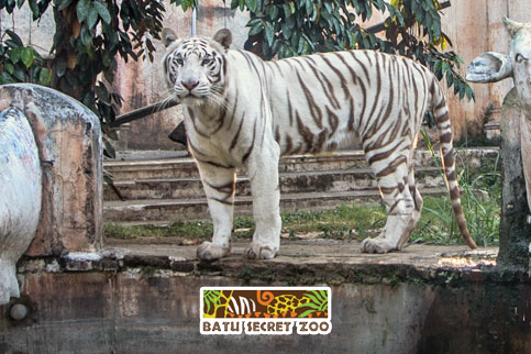 Batu Secret Zoo