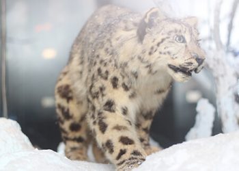 Museum Satwa Snow Leopard Jawa Timur Park