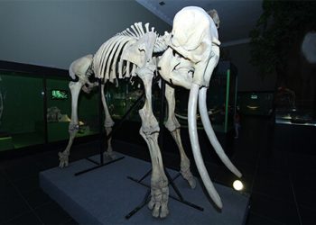 Galeri Fosil Museum Satwa Jawa Timur Park 2