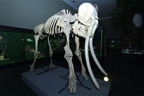 Galeri Fosil Museum Satwa Jawa Timur Park 2
