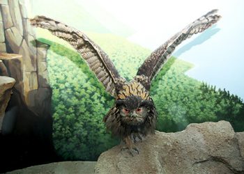 Imperial Eagle Museum Satwa Jawa Timur Park