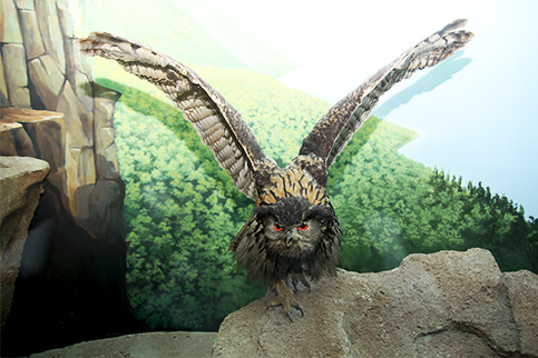 Imperial Eagle Museum Satwa Jawa Timur Park