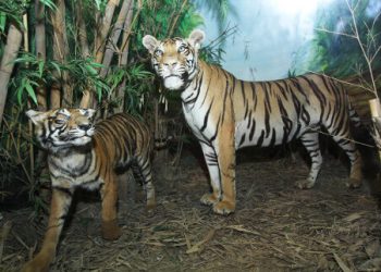 Macan Tutul Jawa Museum Satwa Jawa Timur Park