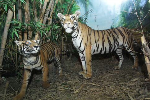 Macan Tutul Jawa Museum Satwa Jawa Timur Park