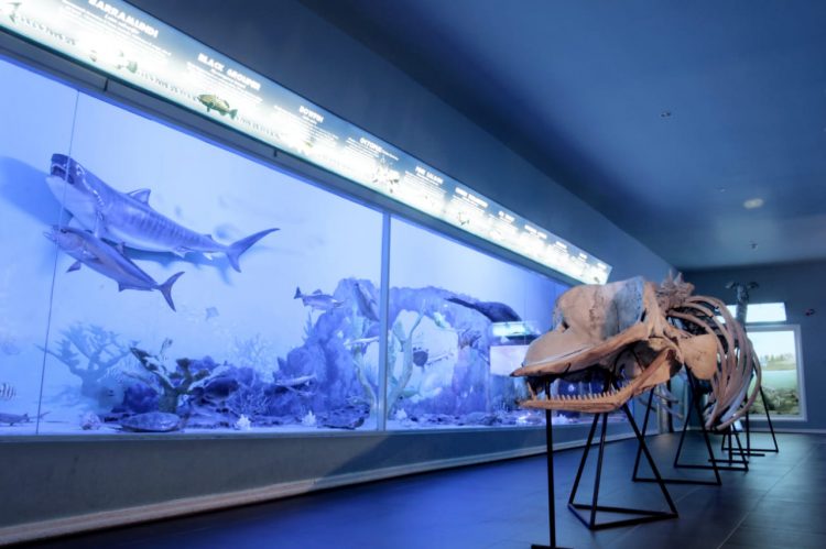 Belajar Anatomi Paus Bungkuk Dari Fosilnya Di Museum Satwa