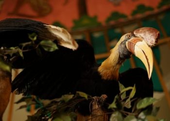 Burung Rangkok Satwa Suci Suku Dayak Koleksi Museum Satwa