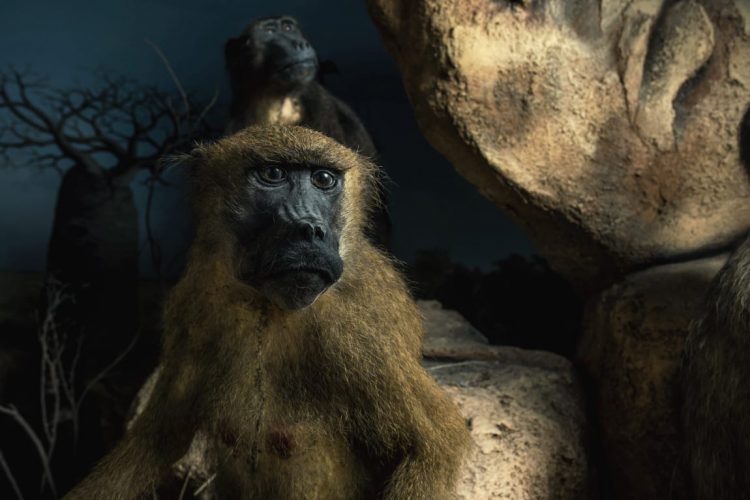 Mengenal Asal Usul Dan Jenis Jenis Primata Di Museum Satwa Yuk