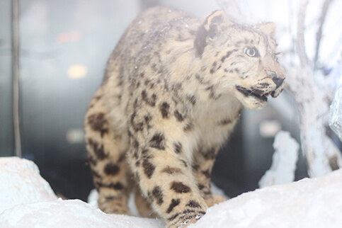 Museum Satwa Snow Leopard Jawa Timur Park