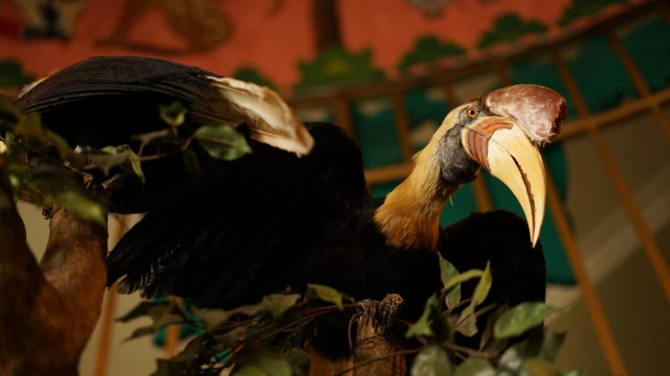 Burung Rangkok Satwa Suci Suku Dayak Koleksi Museum Satwa