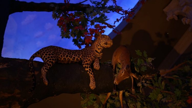 Melihat Garangnya Macan Tutul Jawa Membawa Mangsa Di Museum Satwa