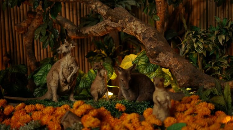 Punya Ciri Khas Unik Awetan Kangguru Di Museum Satwa Jtp 2 Menggemaskan