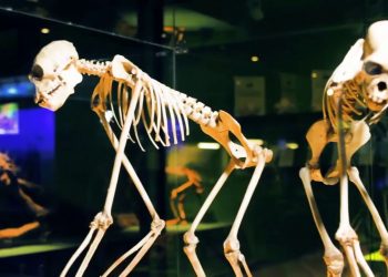 Jawa Timur Park Museum Satwa