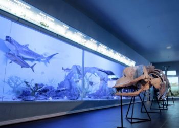 Belajar Anatomi Paus Bungkuk Dari Fosilnya Di Museum Satwa