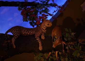 Melihat Garangnya Macan Tutul Jawa Membawa Mangsa Di Museum Satwa