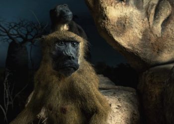 Mengenal Asal Usul Dan Jenis Jenis Primata Di Museum Satwa Yuk