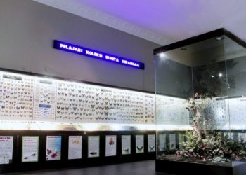 Museum Satwa Punya Ribuan Awetan Serangga Dari Seluruh Dunia Dimana