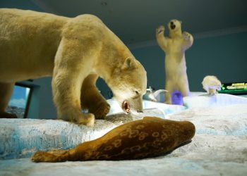 Zona Winter Museum Satwa, Wisata Edukasi yang Mengajak Mengenal Kehidupan Satwa di Daerah Bersalju