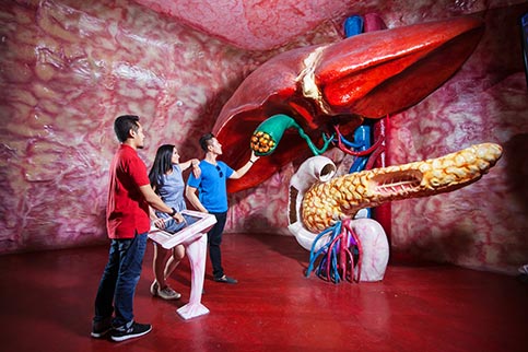 Zona Hati Museum Tubuh Jawa Timur Park