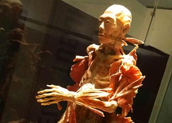 Cadaver di Museum Tubuh Jawa Timur Park 1