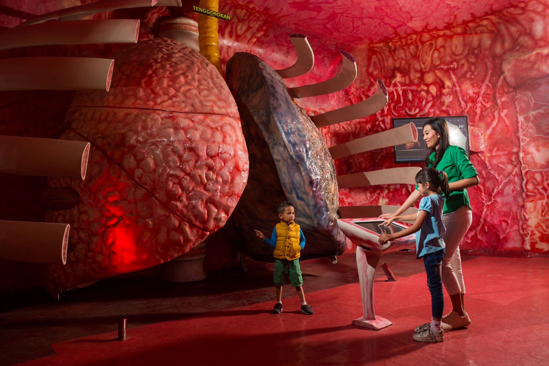 Zona Paru Paru Sebagai Salah Satu Area Favorit Di Museum Tubuh