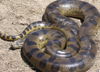 20170606115609 170605 Anaconda Loreto Peru