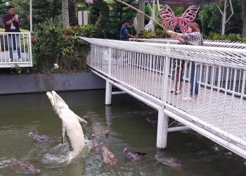 Melihat Buaya Di Predator Fun Park Kota Batu, Wisata Edukasi Isi Liburan