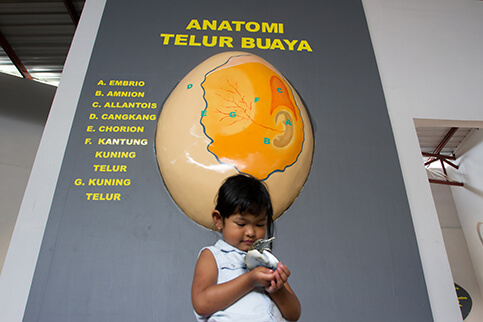 Anatomi Telur Buaya