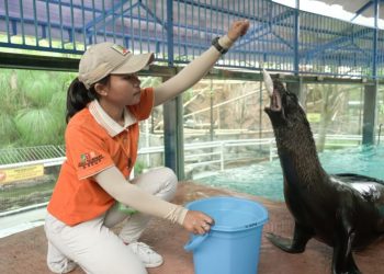Selain Buaya Feeding Sea Lion Hadir Di Predator Fun Park