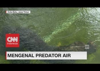 Mengenal Predator Air Cnn Indonesia