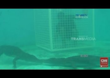 Predator Fun Park, Atraksi Memberi Makan Buaya Dalam Air